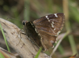 Southern Cloudywing